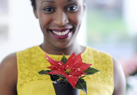 12 de Diciembre: El día de la Ponsettia