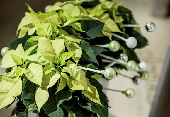 ¿Cómo disfrutar más tiempo de tu Ponsettia? 9 ¿Cómo disfrutar más tiempo de tu Ponsettia?