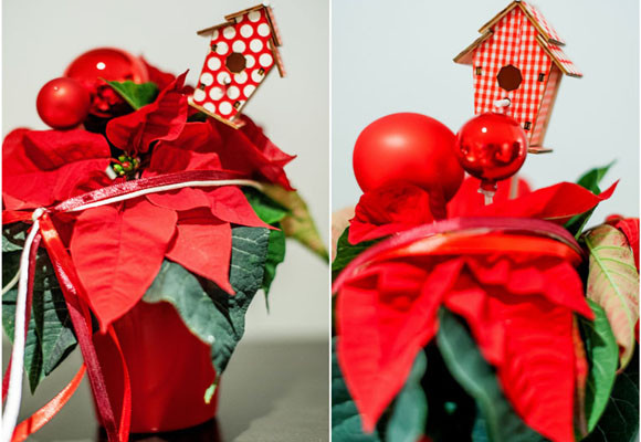 Ponsettias para todos los estilos 5 Ponsettias para todos los estilos