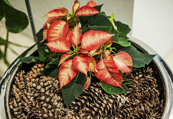 Ponsettias para todos los estilos 7 Ponsettias para todos los estilos