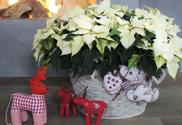 Costumbres europeas en Adviento y Navidad