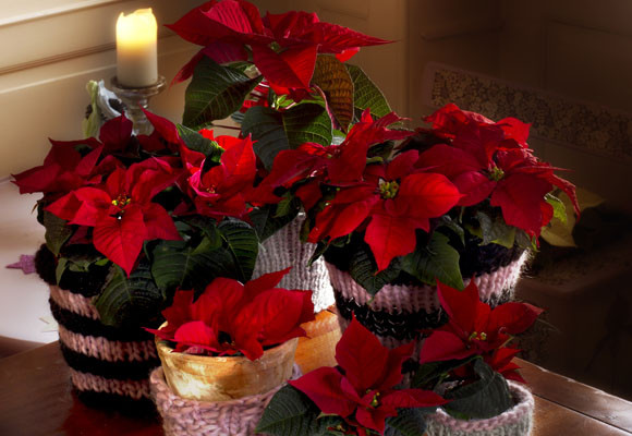 Costumbres europeas en Adviento y Navidad