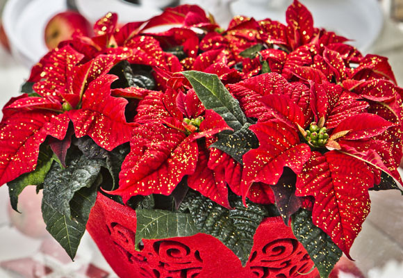 ¿Cómo disfrutar más tiempo de tu ponsettia?