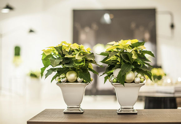 Ponsettias para todos los estilos