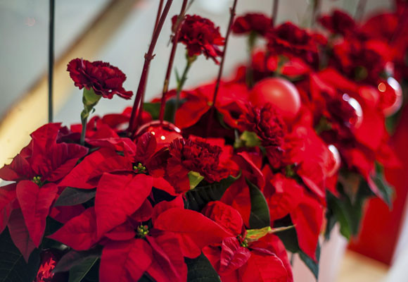 La ponsettia y otras tradiciones navideñas