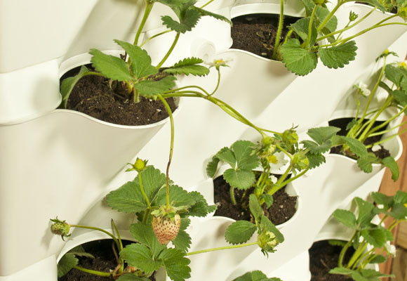 Los beneficios de crear un huerto en casa 7 Los beneficios de crear un huerto en casa