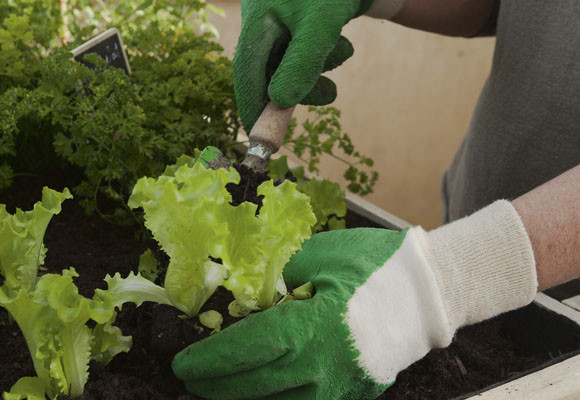 Los beneficios de crear un huerto en casa 8 Los beneficios de crear un huerto en casa
