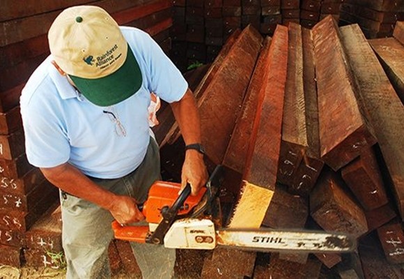 ¿Cómo saber si consumes madera justa…? 