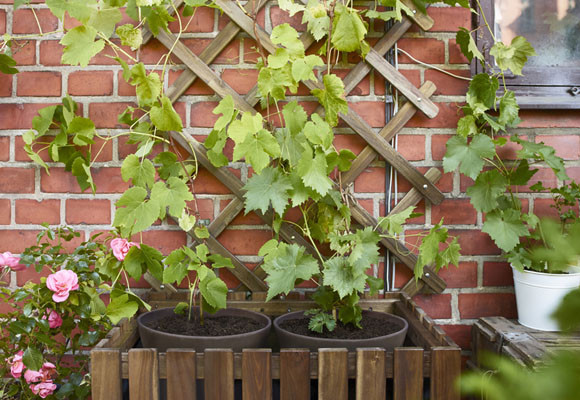 Decorar con plantas naturales