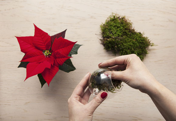 Ponsettias en el árbol de Navidad