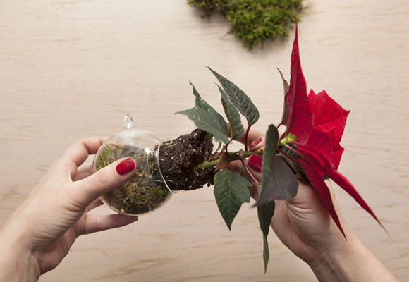 Ponsettias en el árbol de Navidad
