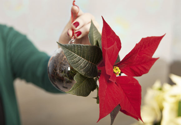 Ponsettias en el árbol de Navidad