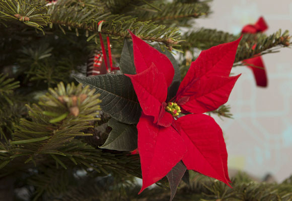 Ponsettias en el árbol de Navidad