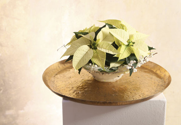 ¡Feliz día de la ponsettia! 9 ¡Feliz día de la ponsettia!