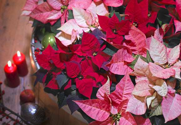 ¡Feliz día de la ponsettia! 12 ¡Feliz día de la ponsettia!