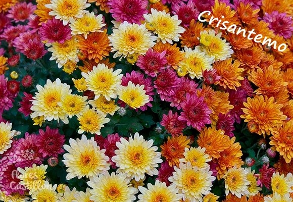 Crisantemo
