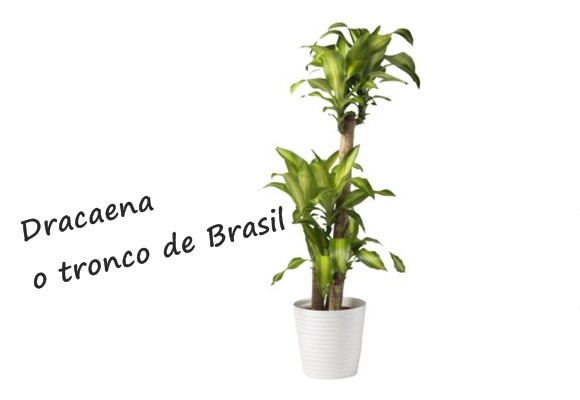 Dracaena