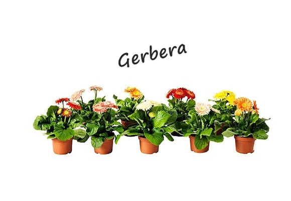 Gerbera