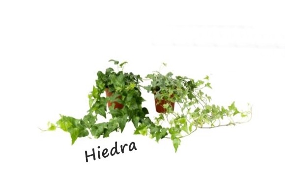 Hiedra