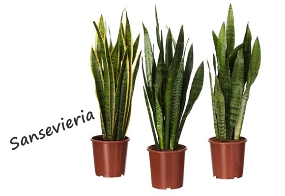 Sansevieria
