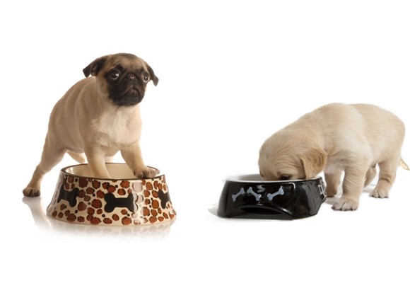 Cómo manipular la comida de las mascotas en casa