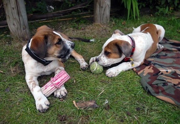 Una casa segura para criar un cachorro