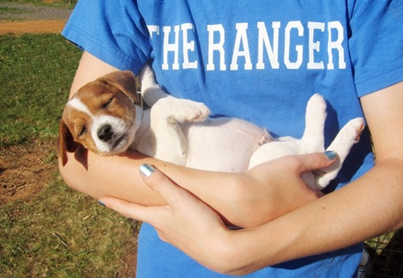 Una casa segura para criar un cachorro