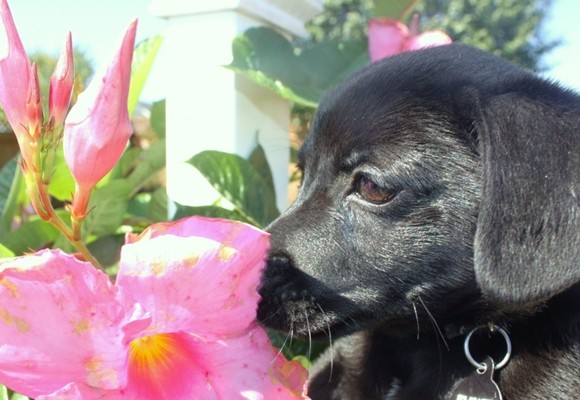 Una casa segura para criar un cachorro