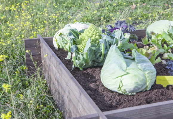 Productos de tu huerta, en la mesa