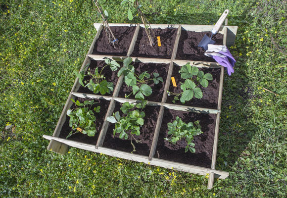 Productos de tu huerta, en la mesa
