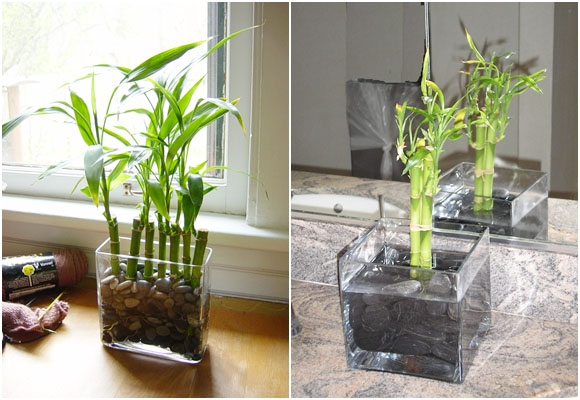 Las 5 plantas de interior más fáciles de cuidar