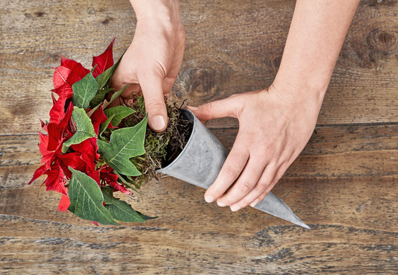 Decora tus sillas con mini-ponsettias