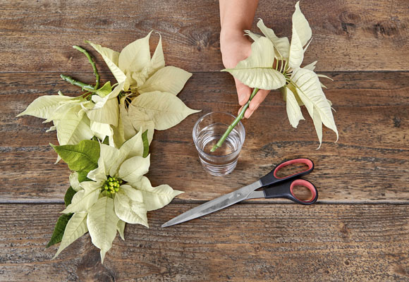 Un centro de Navidad con botellas y ponsettias