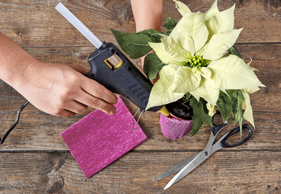 Un creativo expositor de ponsettias