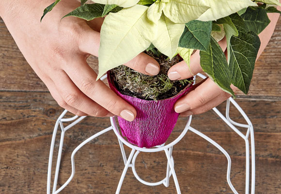 Un creativo expositor de ponsettias