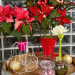 centro navidad ponsettias 6