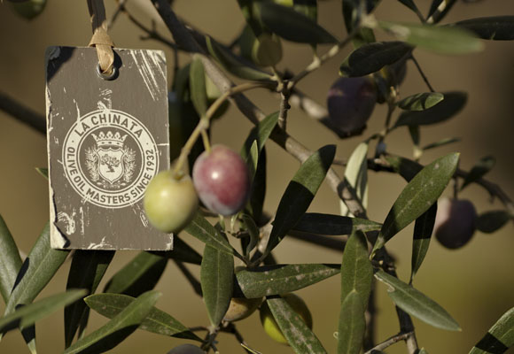 Aceite de oliva La Chinata