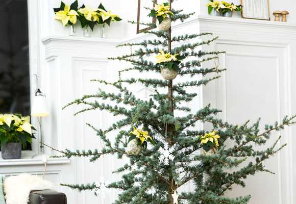 Un abeto escandinavo con ponsettias