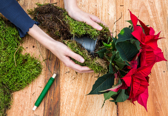 Un centro de mesa con poinsettias 7 Un centro de mesa con poinsettias