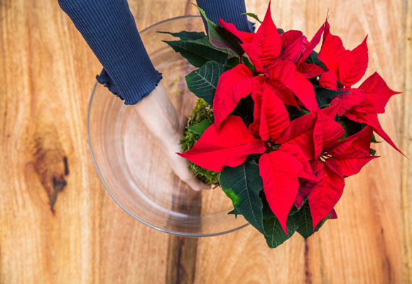 Un centro de mesa con poinsettias 9 Un centro de mesa con poinsettias