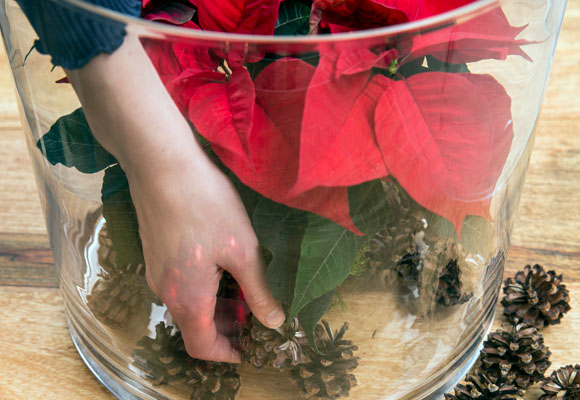 Un centro de mesa con poinsettias 10 Un centro de mesa con poinsettias