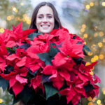 ponsettia flor pascua 1