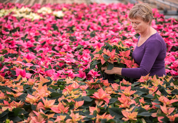 Es tiempo de comprar la ponsettia
